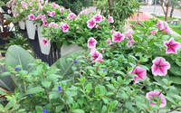 
                Không gian sống ngát hương bên khu vườn ngập tràn nắng ấm và rực rỡ sắc hoa ở Hà Nội
            