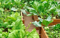 
                Chuyên gia trong lĩnh vực nhà vườn tại Hà Nội chia sẻ cách trồng rau đúng cách, đảm bảo nhà phố thoải mái rau sạch cho cả gia đình
            