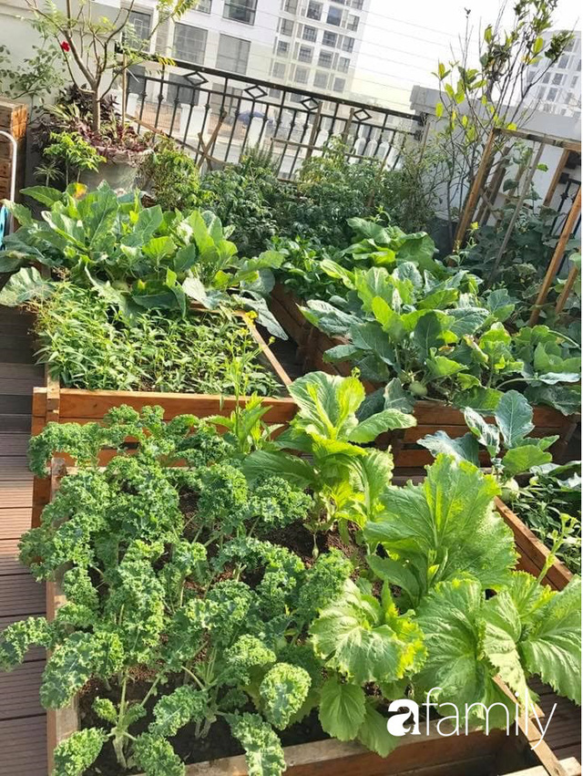 Chuyên gia trong lĩnh vực nhà vườn tại Hà Nội chia sẻ cách trồng rau đúng cách, đảm bảo nhà phố thoải mái rau sạch cho cả gia đình - Ảnh 4.