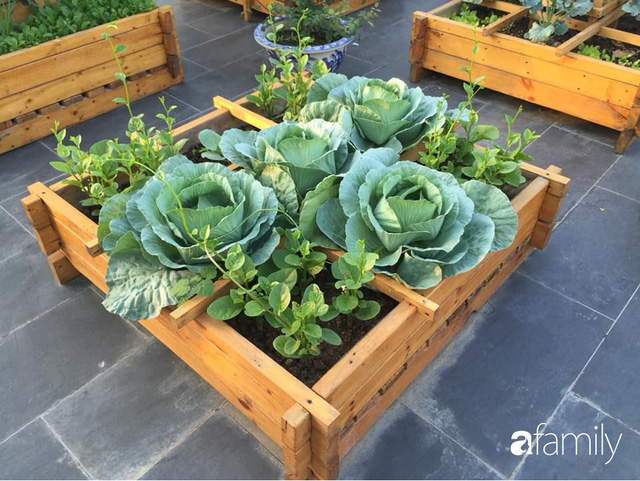 Chuyên gia trong lĩnh vực nhà vườn tại Hà Nội chia sẻ cách trồng rau đúng cách, đảm bảo nhà phố thoải mái rau sạch cho cả gia đình - Ảnh 6.