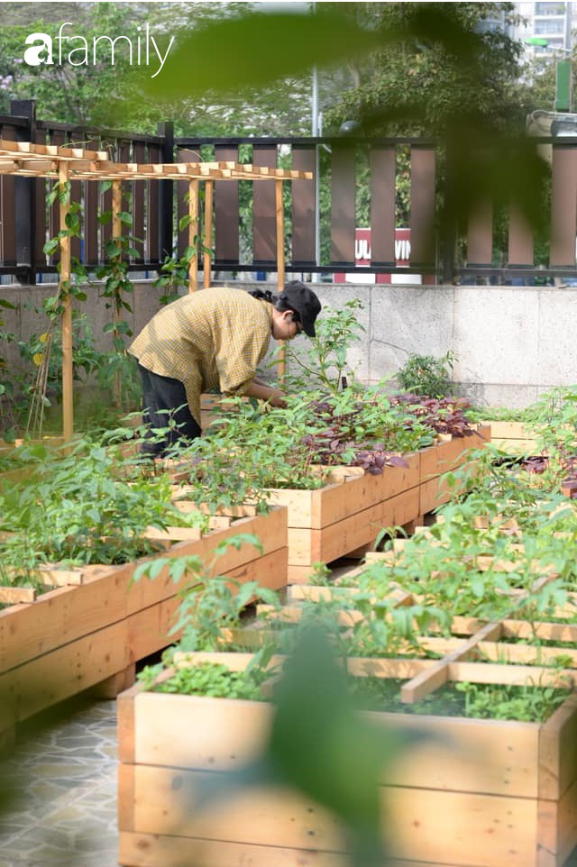 Chuyên gia trong lĩnh vực nhà vườn tại Hà Nội chia sẻ cách trồng rau đúng cách, đảm bảo nhà phố thoải mái rau sạch cho cả gia đình - Ảnh 10.
