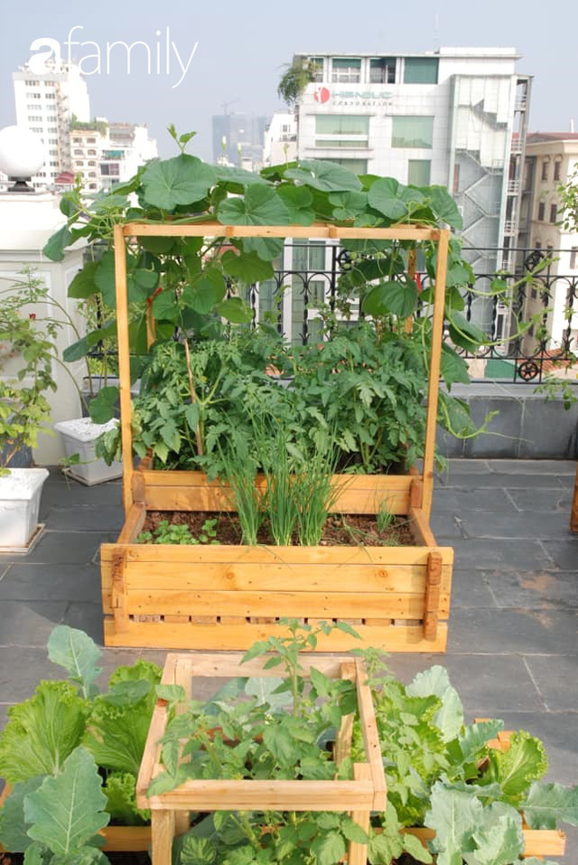 Chuyên gia trong lĩnh vực nhà vườn tại Hà Nội chia sẻ cách trồng rau đúng cách, đảm bảo nhà phố thoải mái rau sạch cho cả gia đình - Ảnh 13.