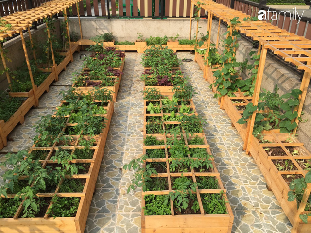 Chuyên gia trong lĩnh vực nhà vườn tại Hà Nội chia sẻ cách trồng rau đúng cách, đảm bảo nhà phố thoải mái rau sạch cho cả gia đình - Ảnh 14.