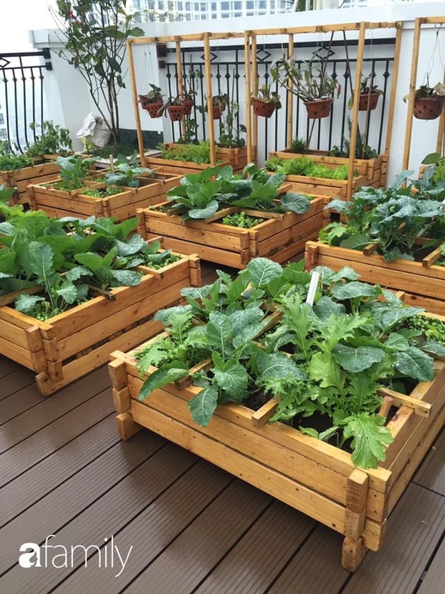 Chuyên gia trong lĩnh vực nhà vườn tại Hà Nội chia sẻ cách trồng rau đúng cách, đảm bảo nhà phố thoải mái rau sạch cho cả gia đình - Ảnh 15.