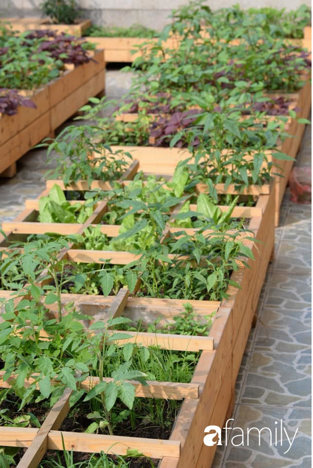 Chuyên gia trong lĩnh vực nhà vườn tại Hà Nội chia sẻ cách trồng rau đúng cách, đảm bảo nhà phố thoải mái rau sạch cho cả gia đình - Ảnh 16.