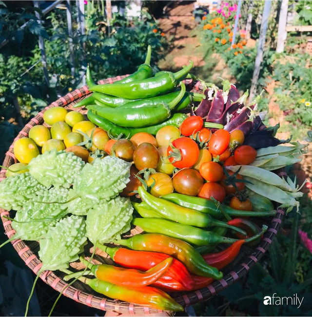 Vườn rau quả tốt tươi đủ loại giúp cả nhà quanh năm được thưởng thức đồ sạch ở Lâm Đồng - Ảnh 4.