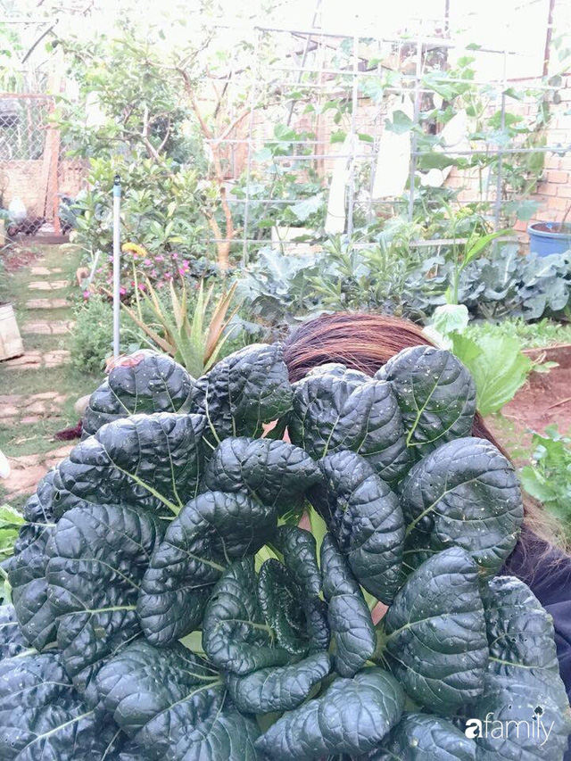 Vườn rau quả tốt tươi đủ loại giúp cả nhà quanh năm được thưởng thức đồ sạch ở Lâm Đồng - Ảnh 10.