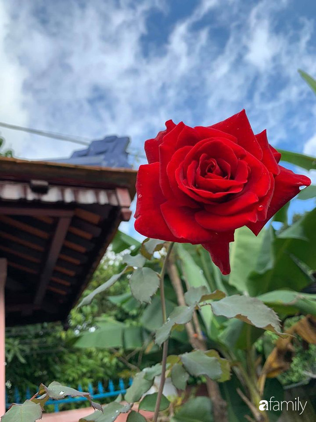 Ngôi nhà gần trăm năm tuổi bên cạnh khu vườn hoa hồng gói gọn những lặng lẽ, yên bình của xứ Huế mộng mơ - Ảnh 35.